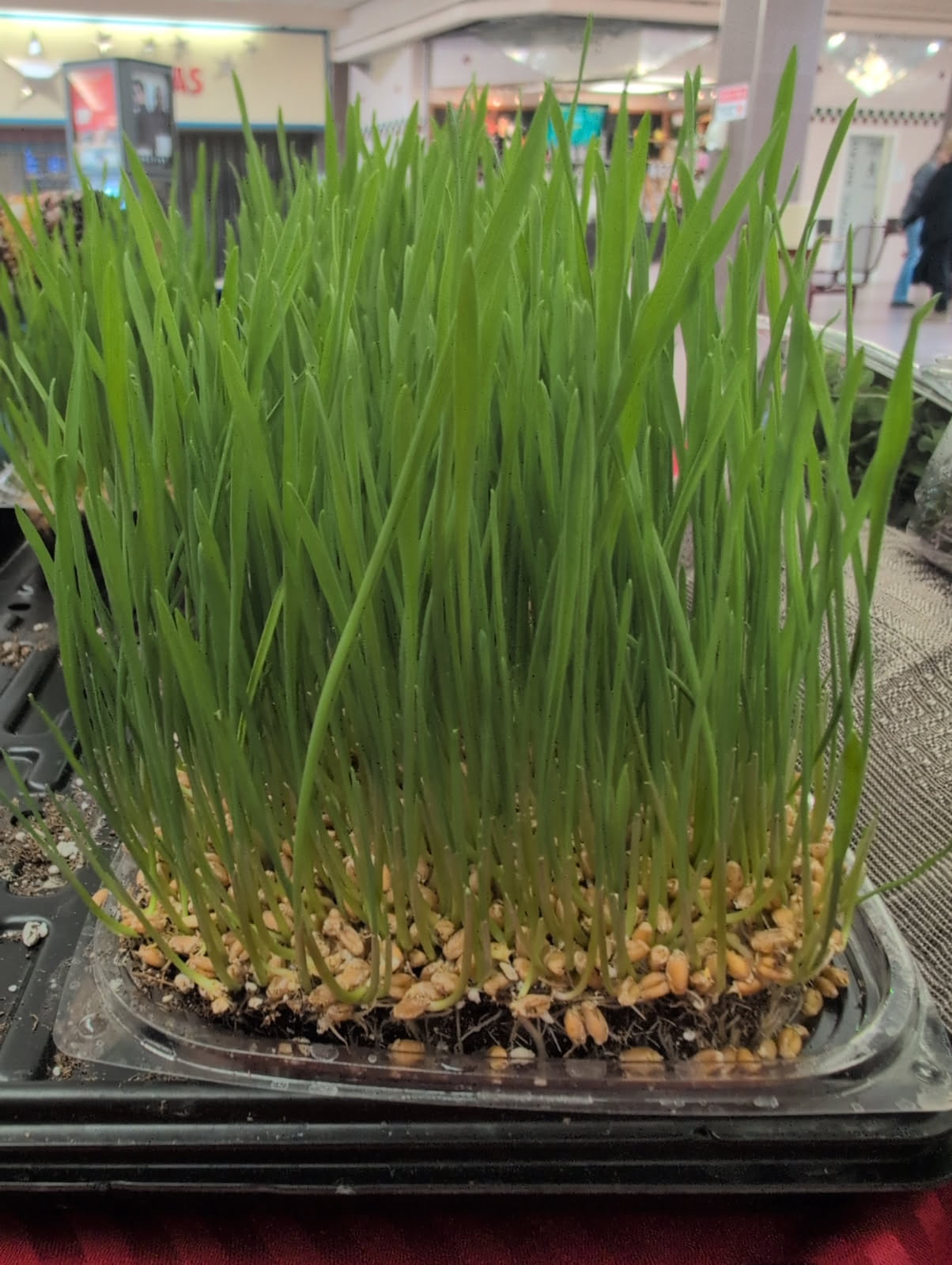 Wheatgrass