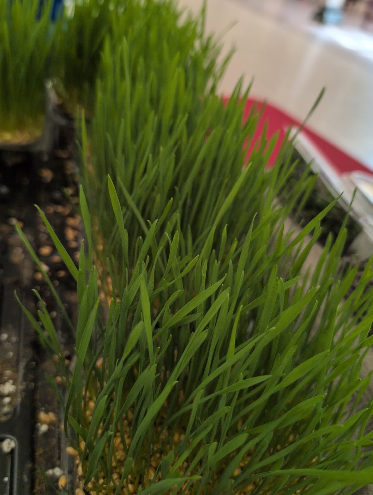 Wheatgrass