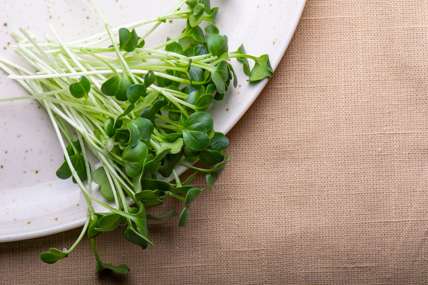 Daikon Radish Microgreens
