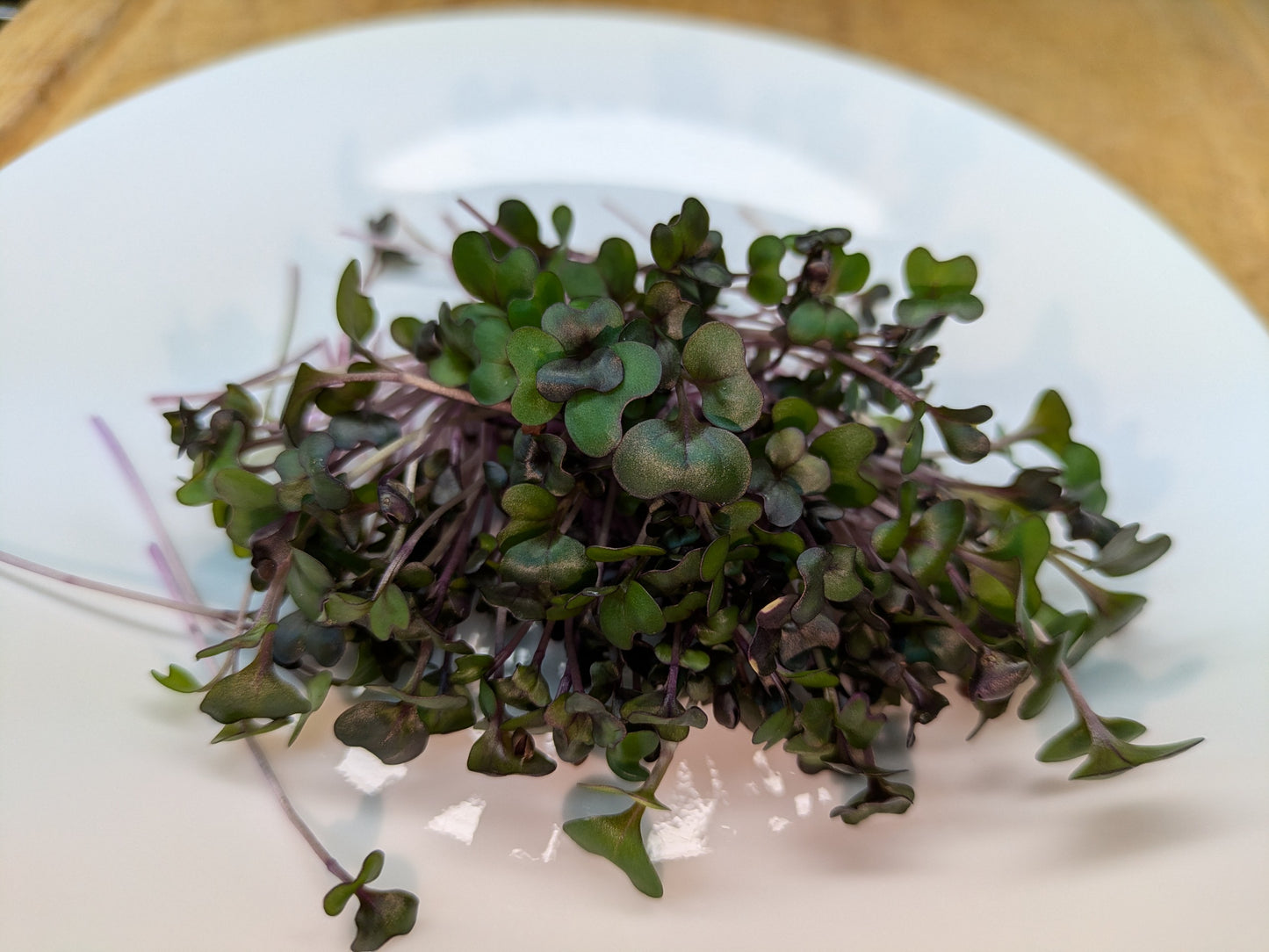 Red Cabbage Microgreens