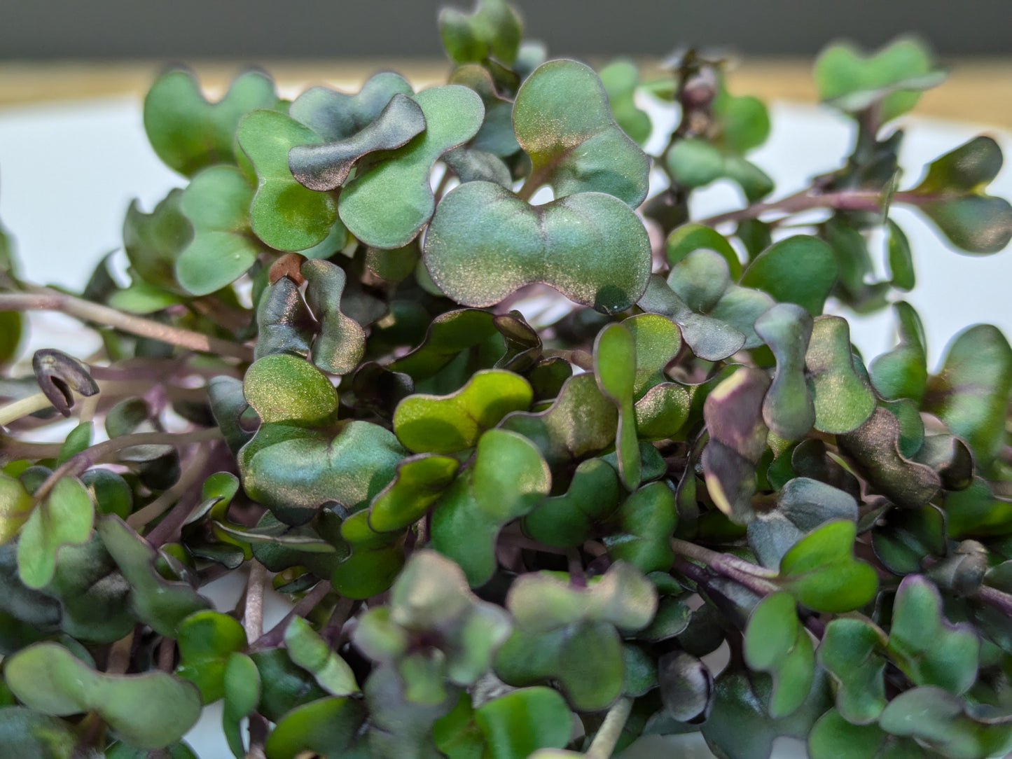 Red Cabbage Microgreens