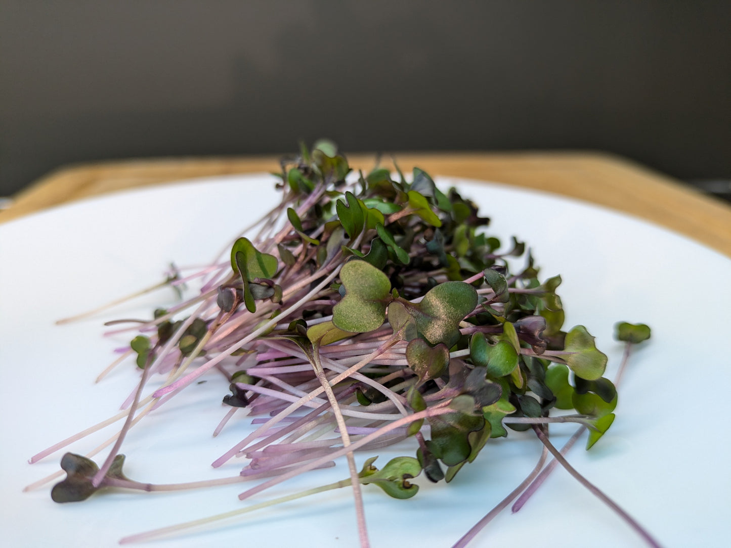 Red Cabbage Microgreens
