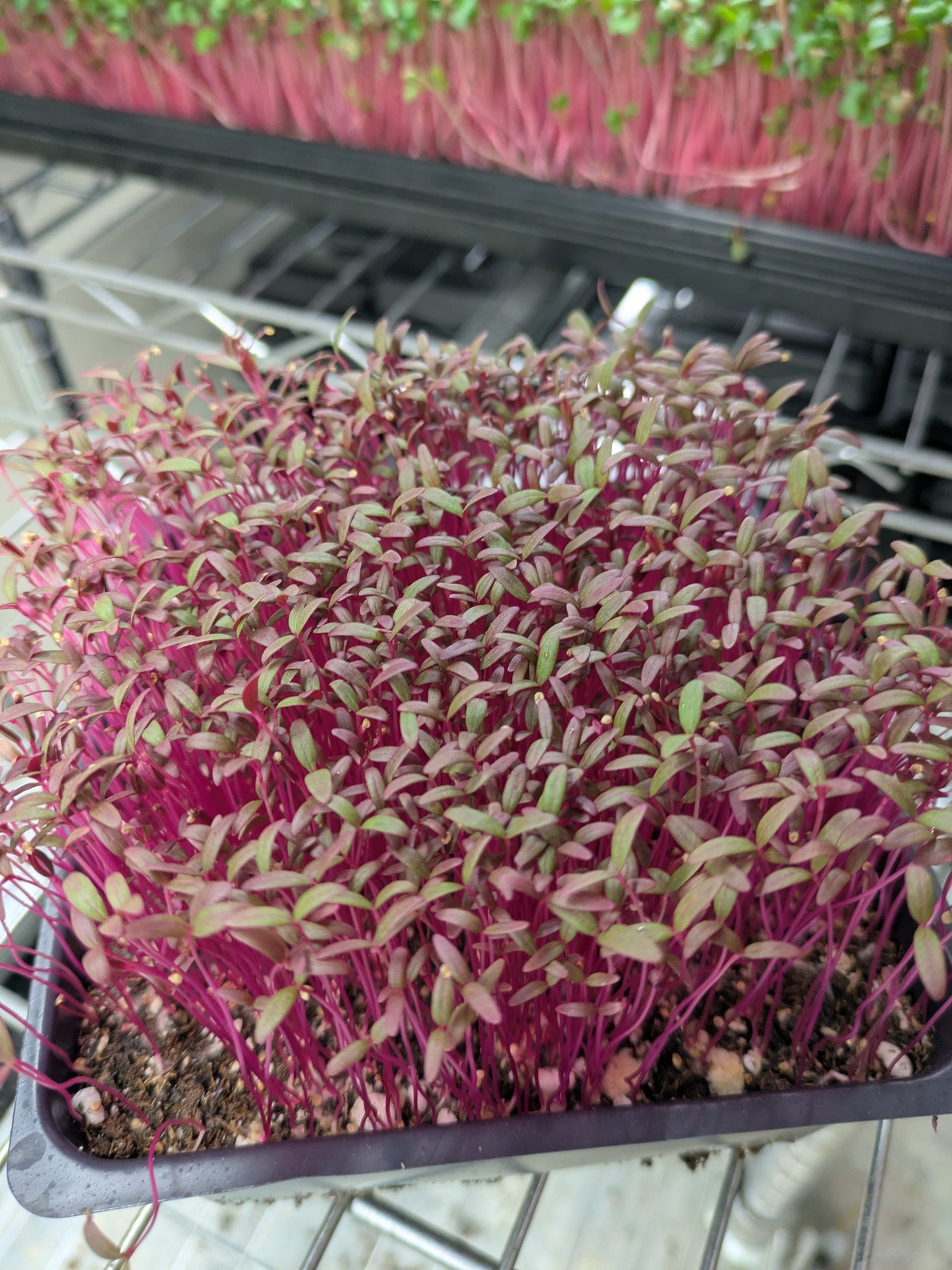 Amaranth Microgreens