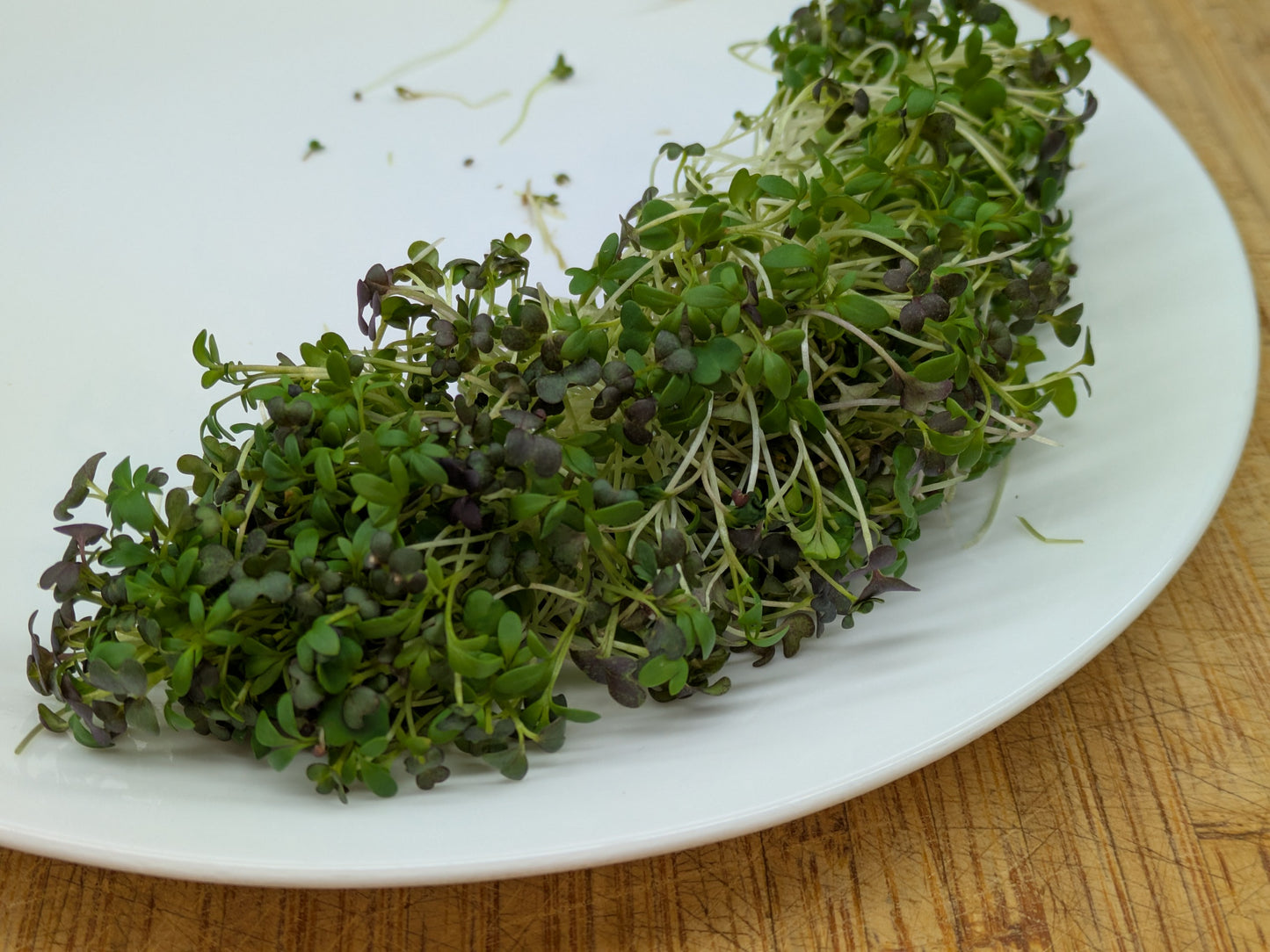 Spicy microgreen mix showing colorful leaves of purple and green. With white stems.