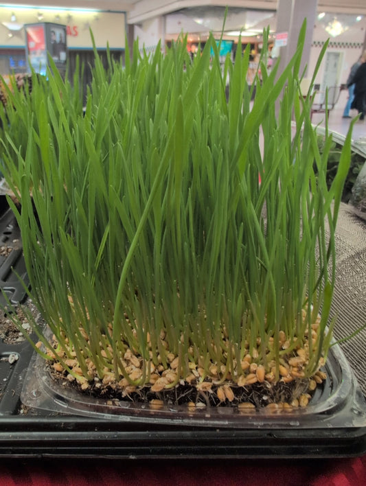 Wheatgrass