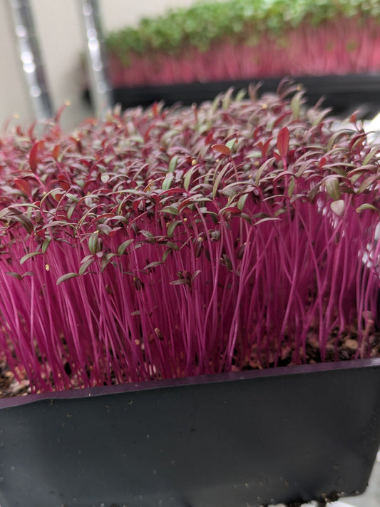 Amaranth Microgreen, 2 weeks old, fluorescent purple stem that turns to a dark purple and green leaf