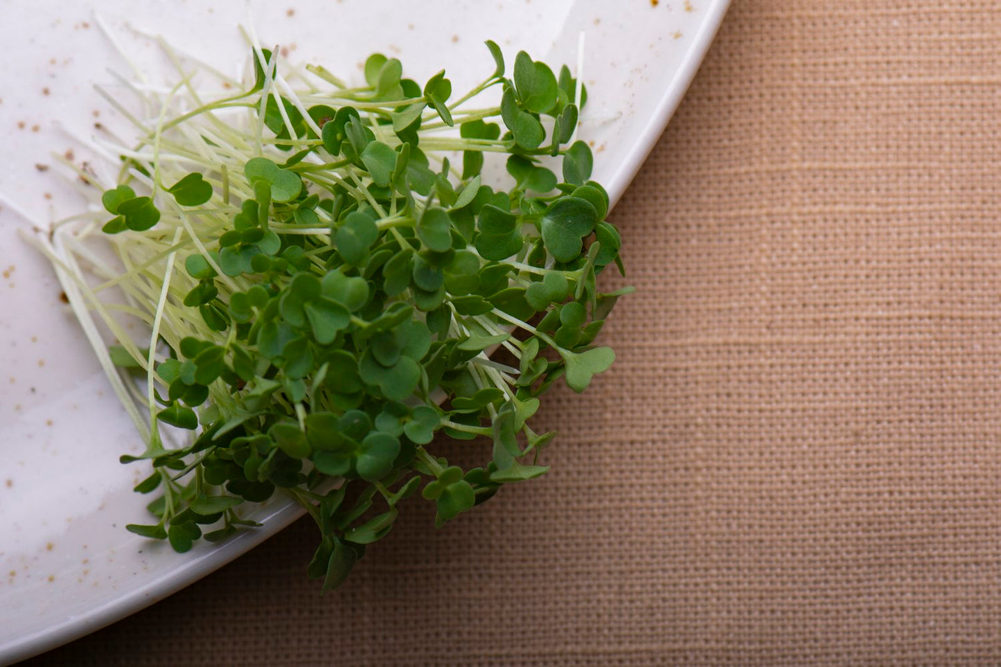 Arugula Microgreens