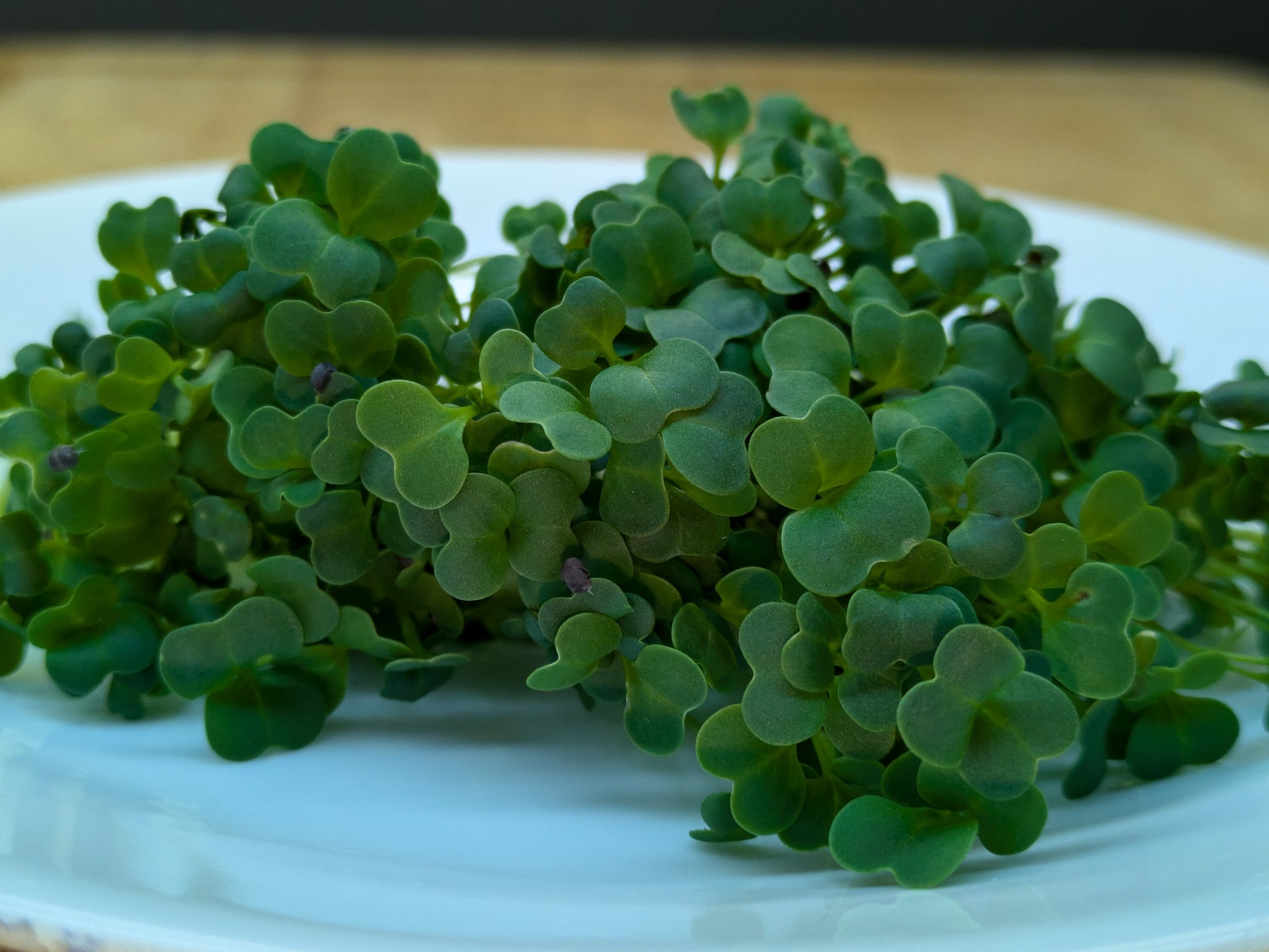 Broccoli Raab Microgreen