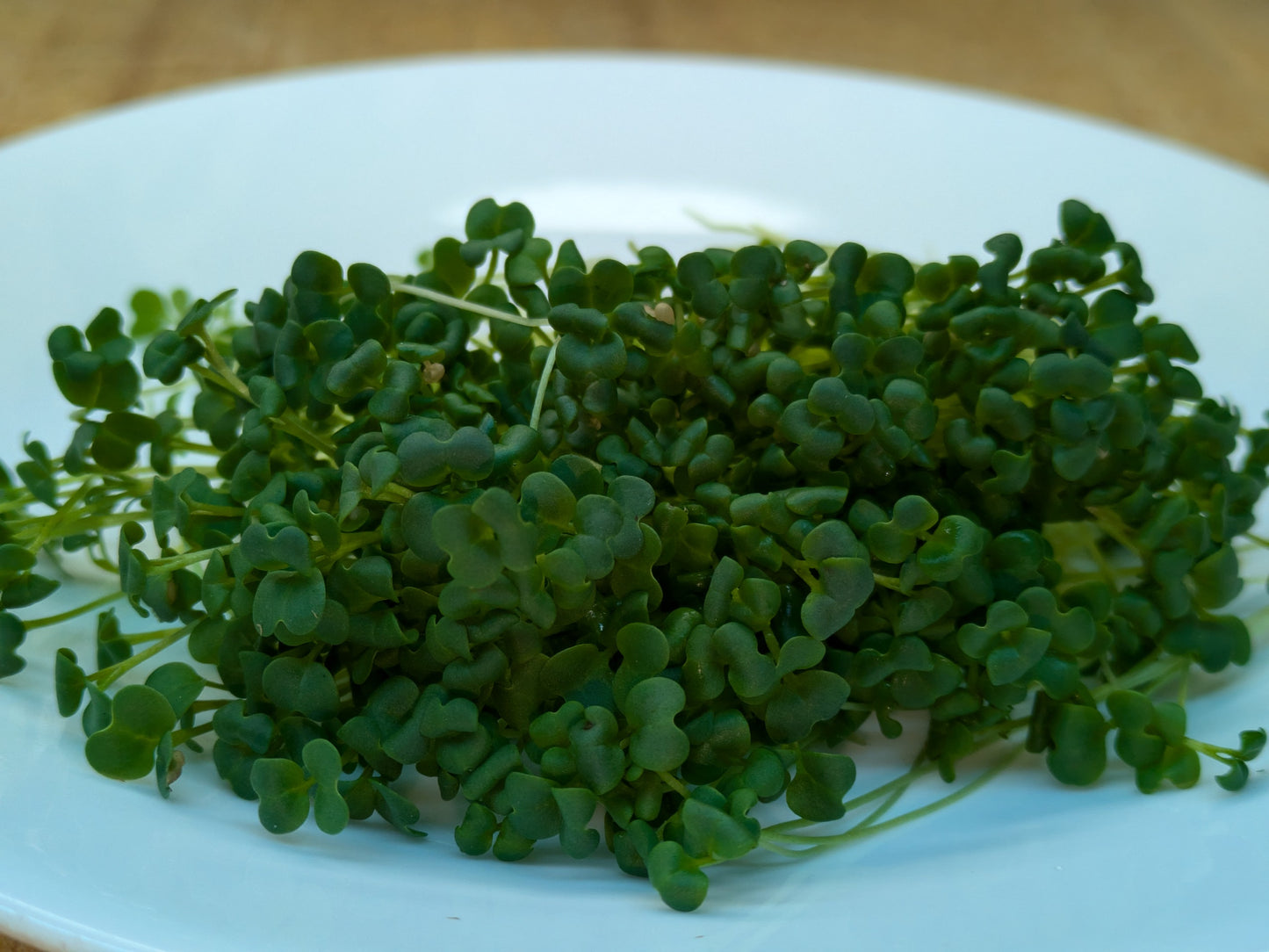 Broccoli Raab Microgreens