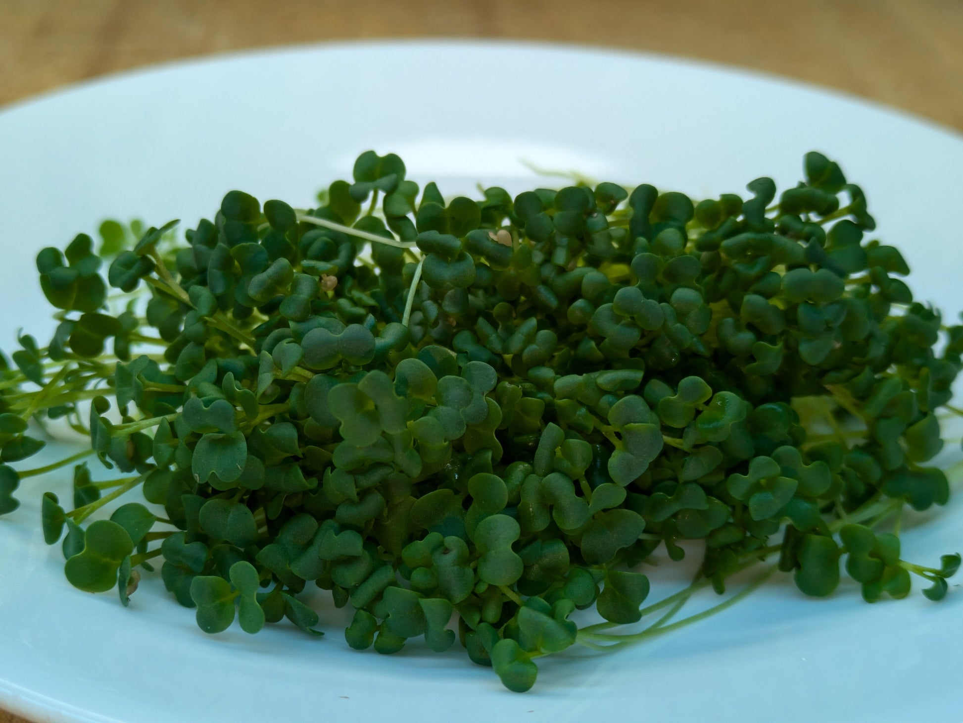 Broccoli Raab Microgreens