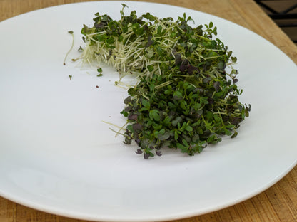 Spicy Microgreen Mix