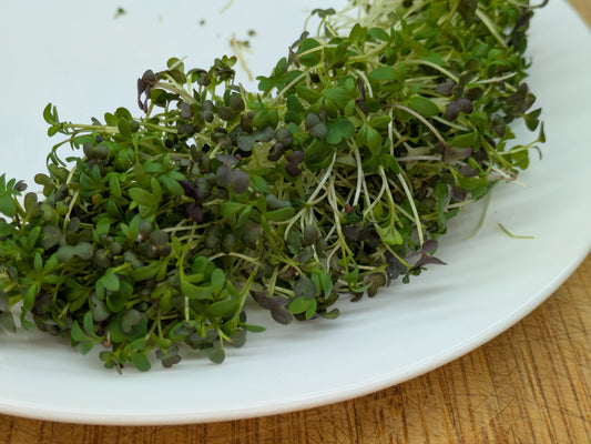 Spicy Microgreen Mix