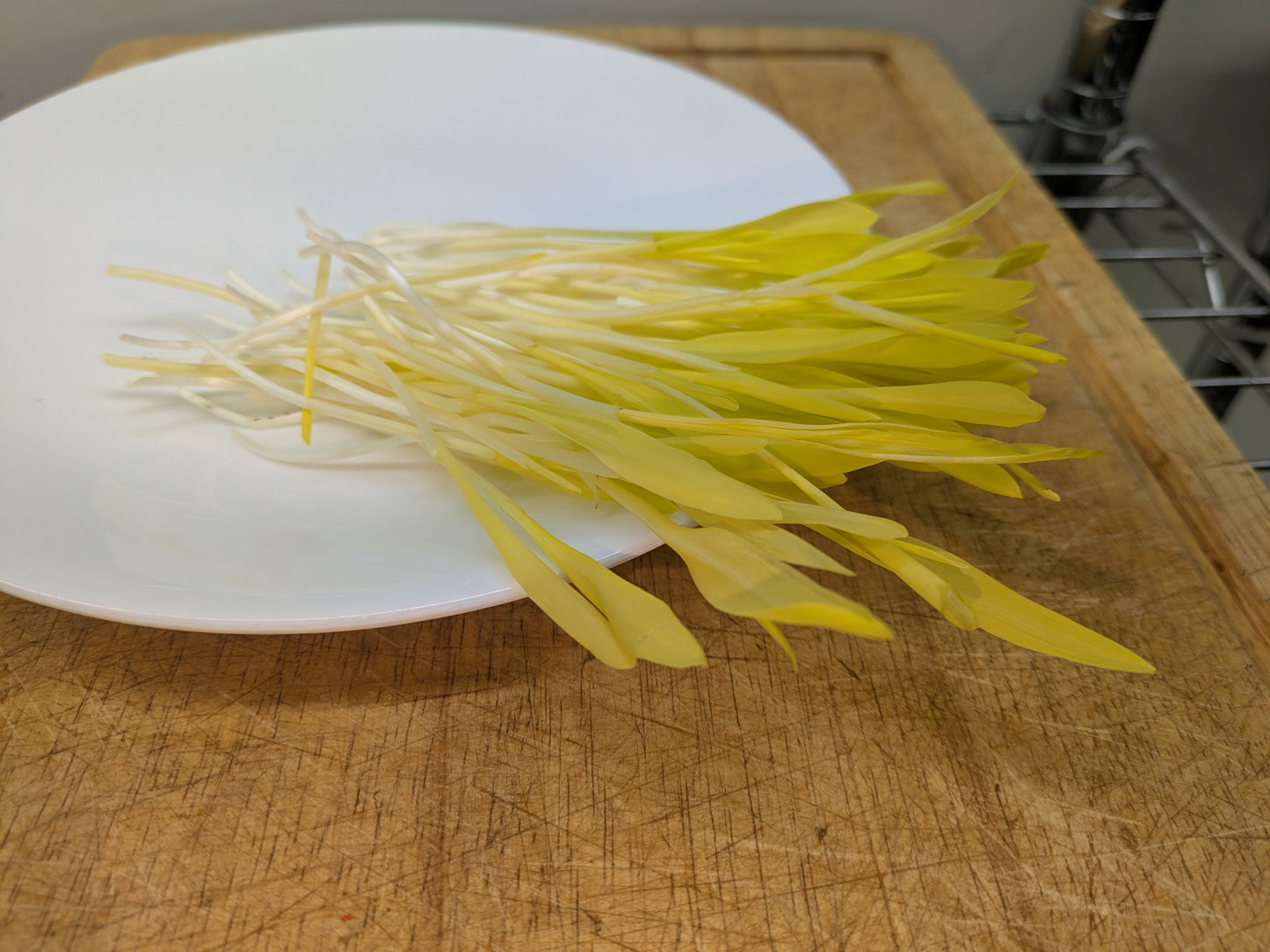 Popcorn Shoot Microgreen