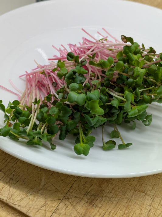 Ruby Stem Radish Microgreens