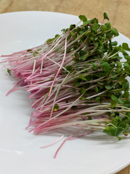 Ruby Stem Radish Microgreens