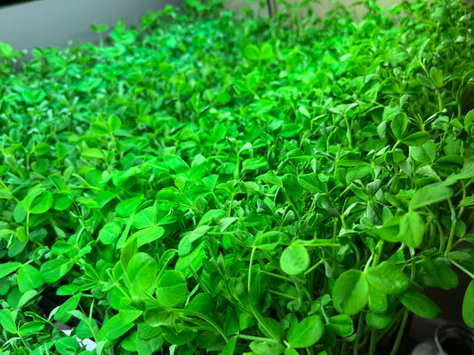 Pea Shoot Microgreens