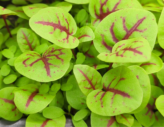Red Vein Sorrel Microgreen