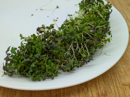 Spicy microgreen mix showing colorful leaves of purple and green. With white stems.