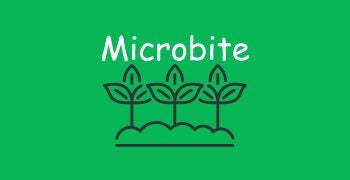 Microbite Farm